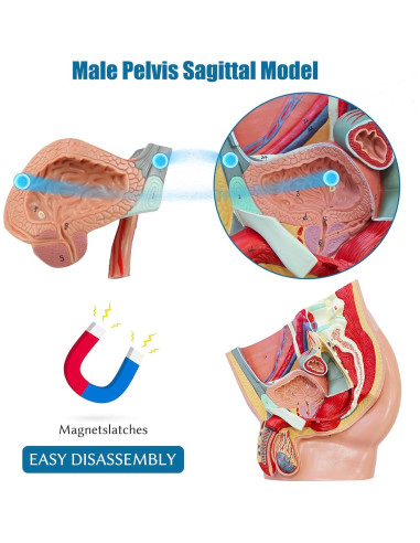 Modelo Anatómico de Pelvis Masculina JNMFTD 4 Piezas 40.6x25.4cm