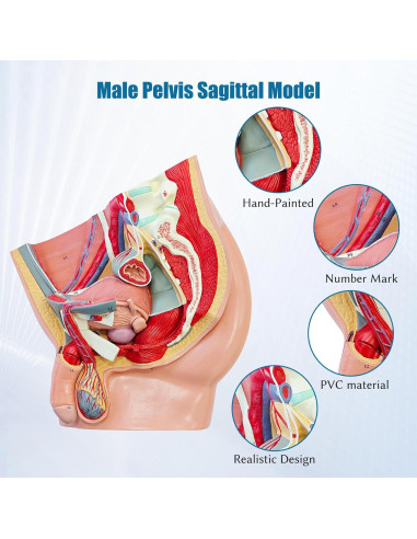 Modelo Anatómico de Pelvis Masculina JNMFTD 4 Piezas 40.6x25.4cm
