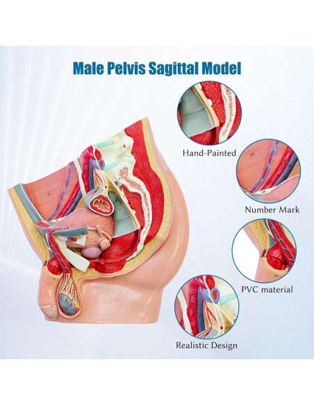 Modelo Anatómico de Pelvis Masculina JNMFTD 4 Piezas 40.6x25.4cm Modelo Anatómico de Pelvis Masculina JNMFTD 4 Piezas 40.6x25.4cm