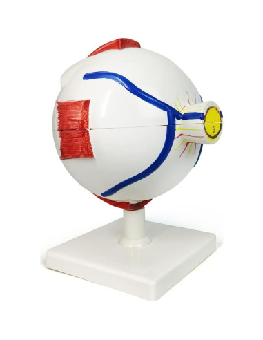 Modelo Anatómico del Ojo Humano Ampliado 6X New Horizon
