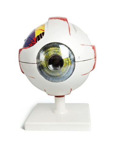 Modelo Anatómico del Ojo Humano Ampliado 6X New Horizon