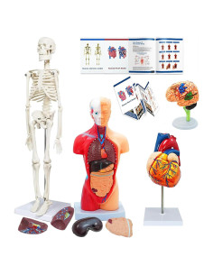 Kit de Modelos Anatómicos SFXYJ - Cuerpo Humano, Corazón, Cerebro, Esqueleto