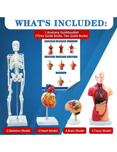 Kit de Modelos Anatómicos SFXYJ - Cuerpo Humano, Corazón, Cerebro, Esqueleto Kit de Modelos Anatómicos SFXYJ - Cuerpo Humano, Corazón, Cerebro, Esqueleto