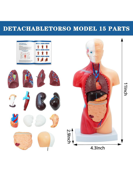 Kit de Modelos Anatómicos SFXYJ - Cuerpo Humano, Corazón, Cerebro, Esqueleto Kit de Modelos Anatómicos SFXYJ - Cuerpo Humano, Corazón, Cerebro, Esqueleto