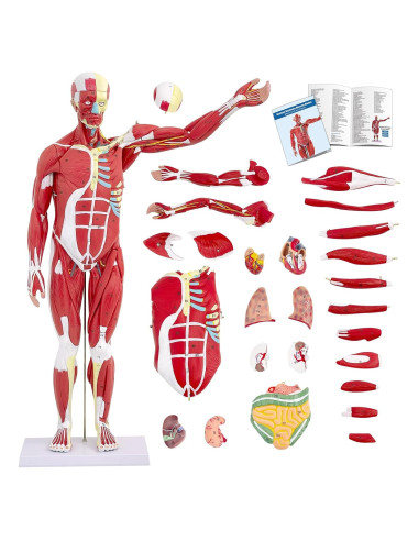 Modelo de Anatomía Muscular Humano SFXYJ 27 Partes 83.82 cm