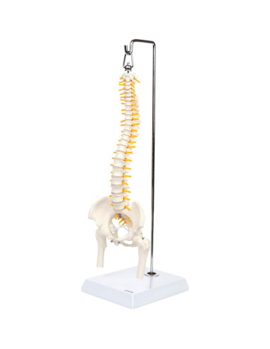 Modelo de Anatomía de Columna Vertebral Miniatura Axis Scientific 39.37 cm