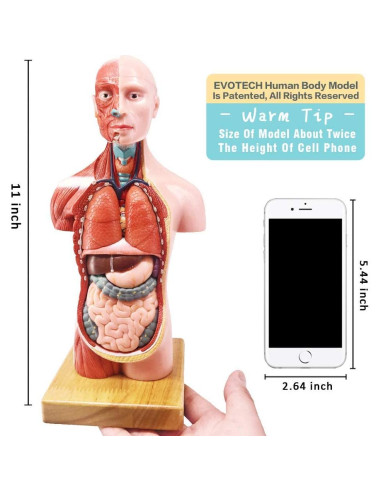 Modelo Anatómico Cuerpo Humano EVOTECH 4 Piezas Educativas