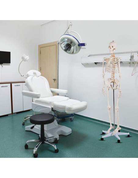 Esqueleto Anatómico Médico Giantex 180 cm con Soporte Móvil Esqueleto Anatómico Médico Giantex 180 cm con Soporte Móvil