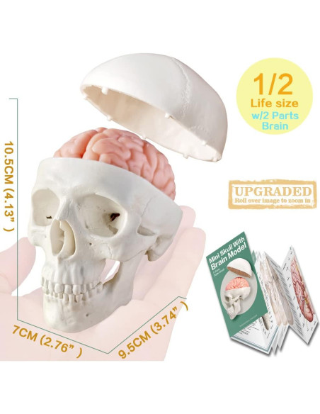 Modelo Anatómico Cuerpo Humano EVOTECH 4 Piezas Educativas Modelo Anatómico Cuerpo Humano EVOTECH 4 Piezas Educativas