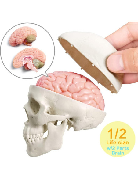 Modelo Anatómico Cuerpo Humano EVOTECH 4 Piezas Educativas Modelo Anatómico Cuerpo Humano EVOTECH 4 Piezas Educativas