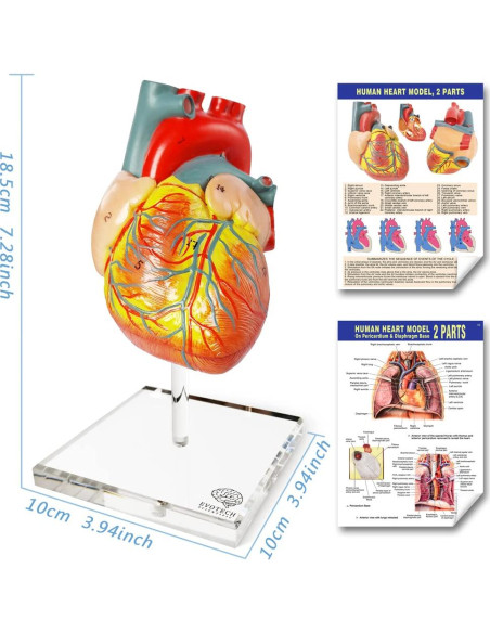 Modelo Anatómico Cuerpo Humano EVOTECH 4 Piezas Educativas Modelo Anatómico Cuerpo Humano EVOTECH 4 Piezas Educativas
