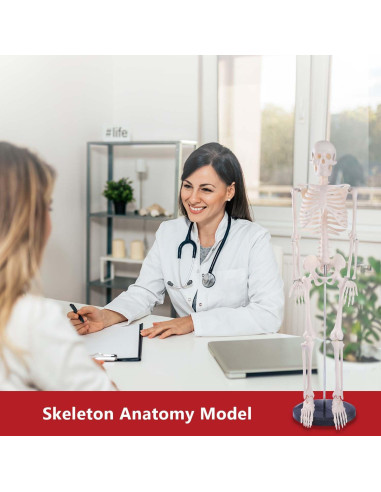 Modelo de Esqueleto Humano Breesky 85.1 cm Articulado
