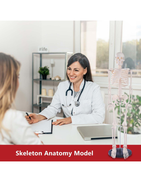 Modelo de Esqueleto Humano Breesky 85.1 cm Articulado Modelo de Esqueleto Humano Breesky 85.1 cm Articulado