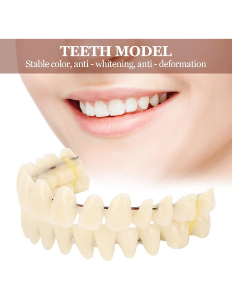 Dientes Postizos de Resina ZJchao 280pcs Boca Completa Dientes Postizos de Resina ZJchao 280pcs Boca Completa