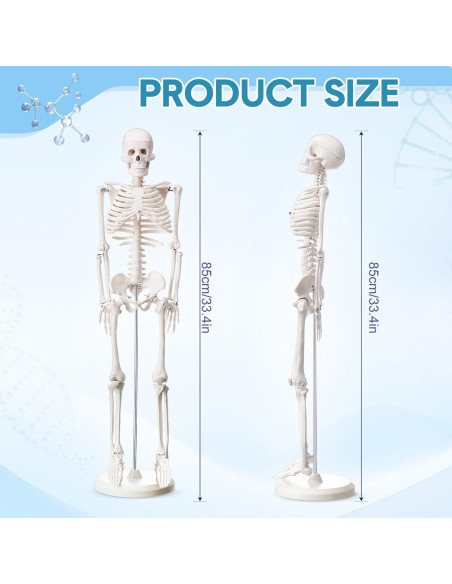 Esqueleto Humano Briwooody 84.8 cm con Base Móvil para Estudio Esqueleto Humano Briwooody 84.8 cm con Base Móvil para Estudio