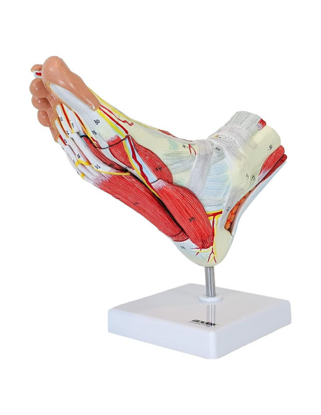 Modelo de Anatomía del Pie Axis Scientific 9 Partes Detalladas Modelo de Anatomía del Pie Axis Scientific 9 Partes Detalladas
