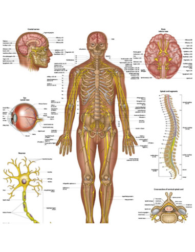 Póster del Sistema Nervioso Humano Laminado 43.9x57.2cm