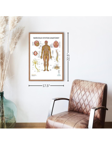 Póster del Sistema Nervioso Humano Laminado 43.9x57.2cm