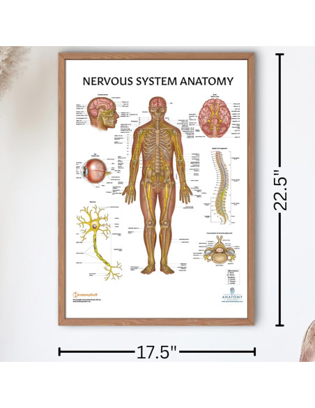 Póster del Sistema Nervioso Humano Laminado 43.9x57.2cm Póster del Sistema Nervioso Humano Laminado 43.9x57.2cm