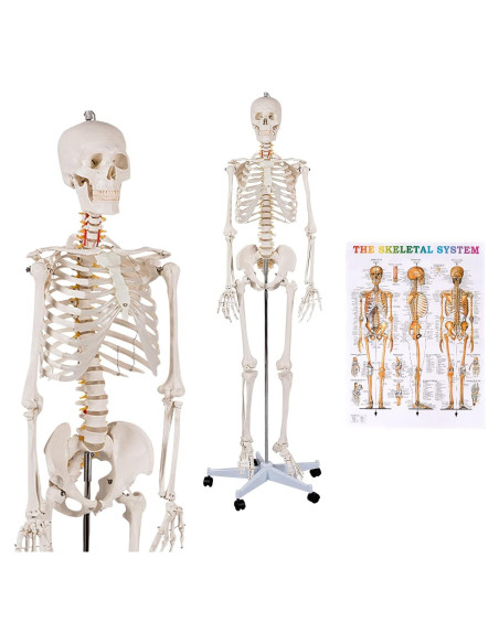 Esqueleto Humano GOFLAME 180 cm con Soporte Rodante y Póster Esqueleto Humano GOFLAME 180 cm con Soporte Rodante y Póster