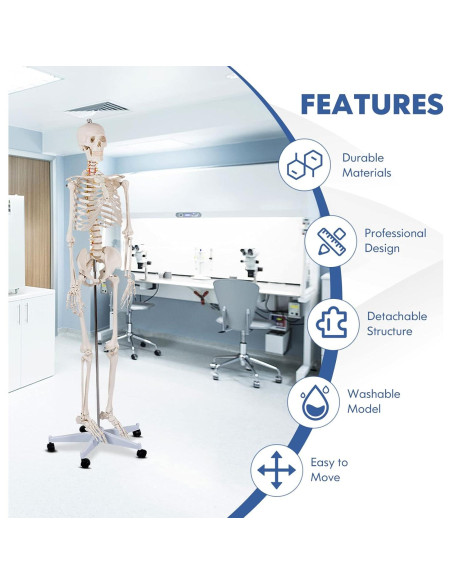 Esqueleto Humano GOFLAME 180 cm con Soporte Rodante y Póster Esqueleto Humano GOFLAME 180 cm con Soporte Rodante y Póster