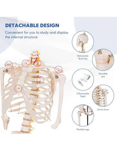 Esqueleto Humano GOFLAME 180 cm con Soporte Rodante y Póster