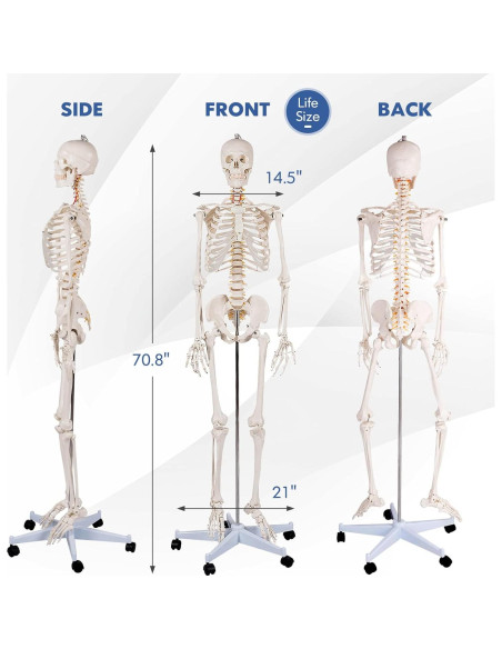Esqueleto Humano GOFLAME 180 cm con Soporte Rodante y Póster Esqueleto Humano GOFLAME 180 cm con Soporte Rodante y Póster
