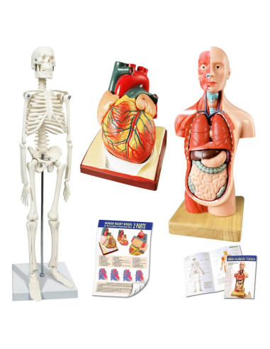 Modelo de Esqueleto Humano y Corazón 3 Piezas NUEVO HORIZONTE