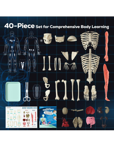 Modelo de Esqueleto Humano GobiDex 32 cm Brilla en la Oscuridad