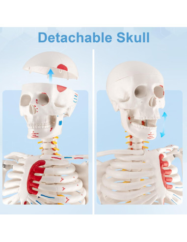 Esqueleto Humano Mini TYRRDE 84.8 cm con Brazos Removibles