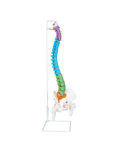 Modelo de Columna Vertebral NLShan 87.9 cm Anatómico Flexible