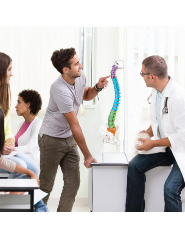 Modelo de Columna Vertebral NLShan 87.9 cm Anatómico Flexible