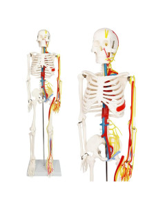 Modelo Mini Esqueleto Humano Evotech 85 cm con Soporte