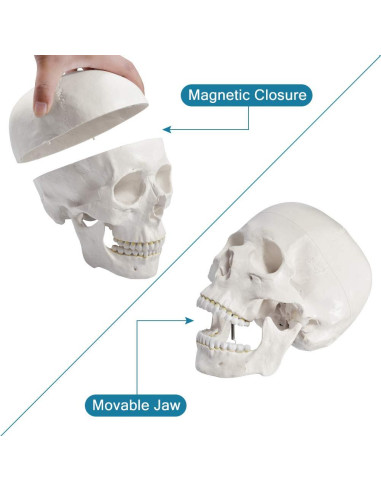 Esqueleto Humano Disarticulado Breesky 206 Huesos 3 Partes