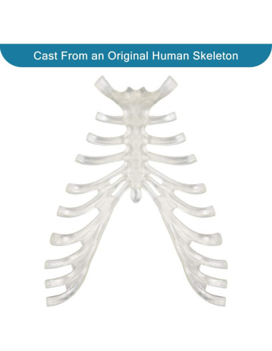 Esqueleto Humano Disarticulado Breesky 206 Huesos 3 Partes