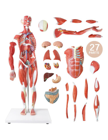 Modelo Muscular y Órgano Humano EVOTECH 27 Partes 1/2 Escala