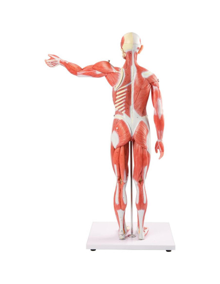 Modelo Muscular y Órgano Humano EVOTECH 27 Partes 1/2 Escala Modelo Muscular y Órgano Humano EVOTECH 27 Partes 1/2 Escala