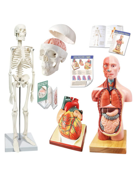 Conjunto de Modelos de Anatomía 3 Piezas NUEVO HORIZONTE Conjunto de Modelos de Anatomía 3 Piezas NUEVO HORIZONTE