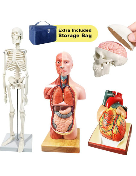 Conjunto de Modelos de Anatomía 3 Piezas NUEVO HORIZONTE Conjunto de Modelos de Anatomía 3 Piezas NUEVO HORIZONTE