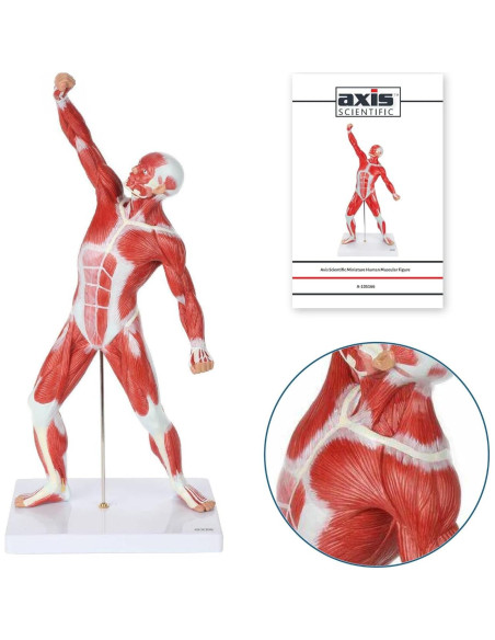 Modelo Muscular Mini Axis Scientific 51 cm 100% Anatómico Modelo Muscular Mini Axis Scientific 51 cm 100% Anatómico