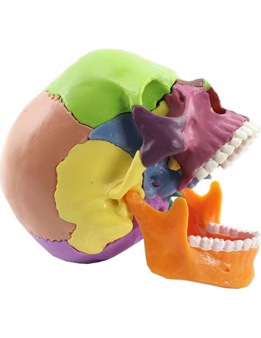Modelo de Cráneo Anatómico 15 Piezas Vocadok 12.5x8.5x12.5cm
