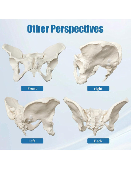 Modelo de Pelvis Femenina JNMFTD a Tamaño Real con Cuerdas Modelo de Pelvis Femenina JNMFTD a Tamaño Real con Cuerdas