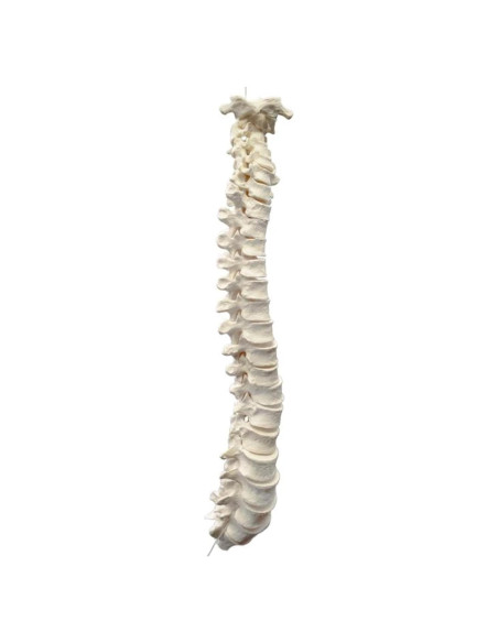 Modelo Columna Vertebral Humana Desarticulada 47 Piezas hBARSCI Modelo Columna Vertebral Humana Desarticulada 47 Piezas hBARSCI