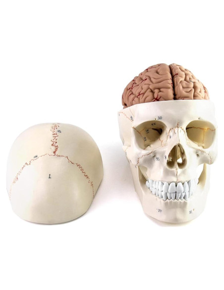 Modelo de Anatomía del Cráneo y Cerebro Humano QWORK, 11 Piezas, Tamaño Real Modelo de Anatomía del Cráneo y Cerebro Humano QWORK, 11 Piezas, Tamaño Real