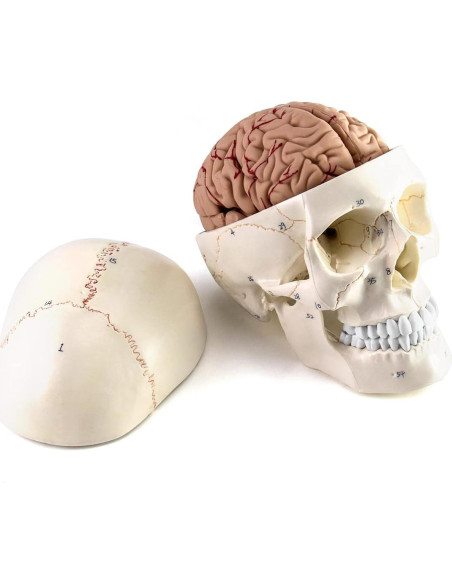 Modelo de Anatomía del Cráneo y Cerebro Humano QWORK, 11 Piezas, Tamaño Real Modelo de Anatomía del Cráneo y Cerebro Humano QWORK, 11 Piezas, Tamaño Real