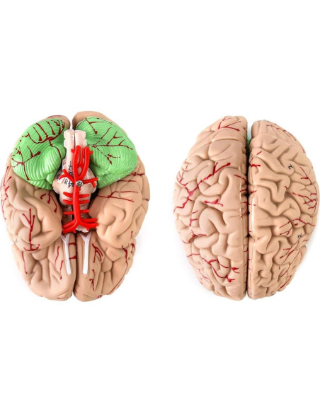 Modelo de Anatomía del Cráneo y Cerebro Humano QWORK, 11 Piezas, Tamaño Real Modelo de Anatomía del Cráneo y Cerebro Humano QWORK, 11 Piezas, Tamaño Real