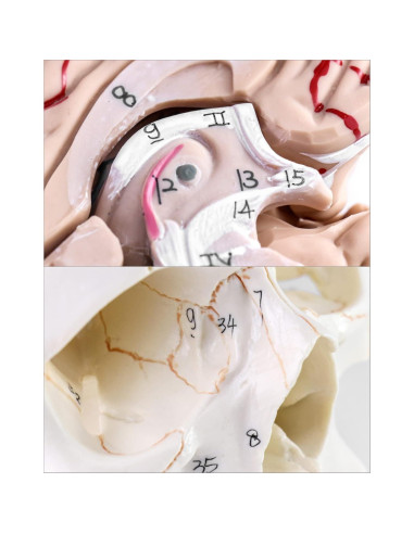 Modelo de Anatomía del Cráneo y Cerebro Humano QWORK, 11 Piezas, Tamaño Real