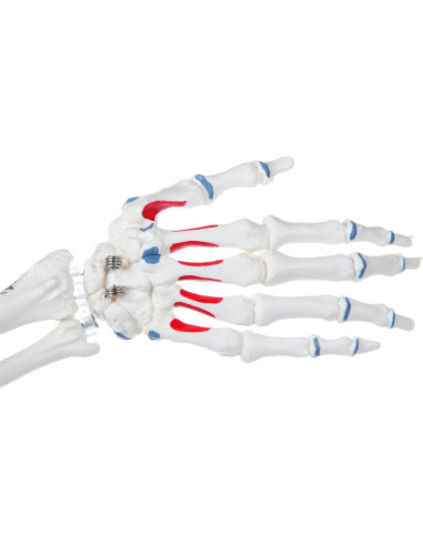 Esqueleto Humano Miniatura Axis Scientific 78cm Detallado