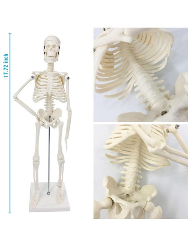 Modelo de Esqueleto Humano Mini Merinden 44.96 cm Móvil