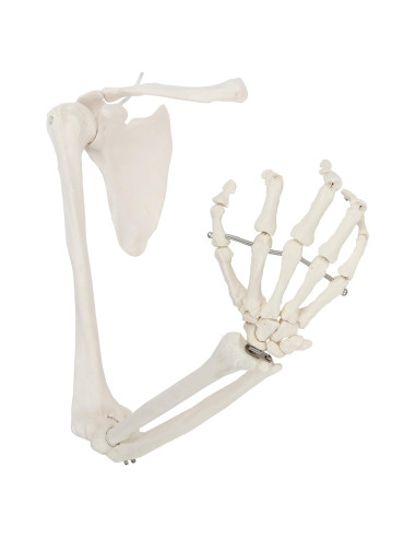 Modelo de Brazo Esquelético Humano Axis Scientific 71 cm